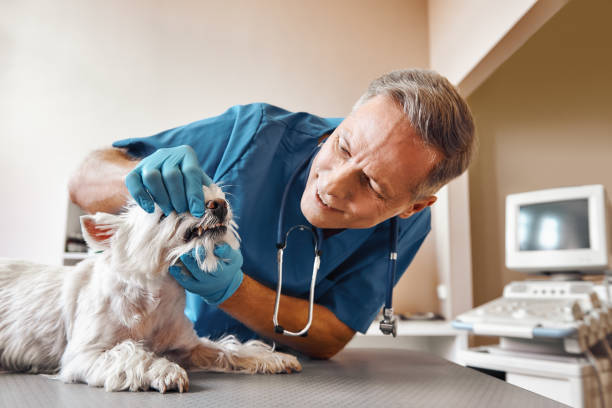 Best Emergency Gum Treatment in Oak Bluffs, MA